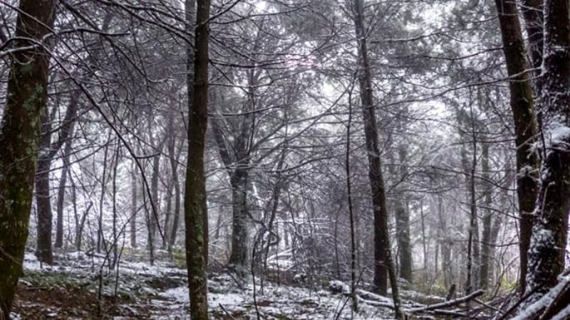 198 años de belleza pura