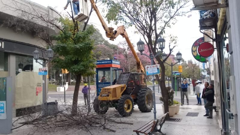 Operativo de poda de despeje y formación en el centro