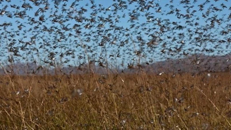 La plaga de langosta llegó a localidades de Catamarca