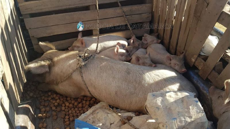 Transportaba 15 chanchos sin documentación