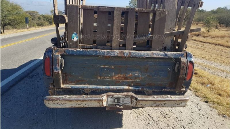 Transportaba 15 chanchos sin documentación