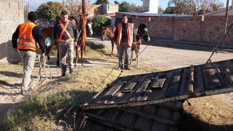 Secuestran 5 caballos