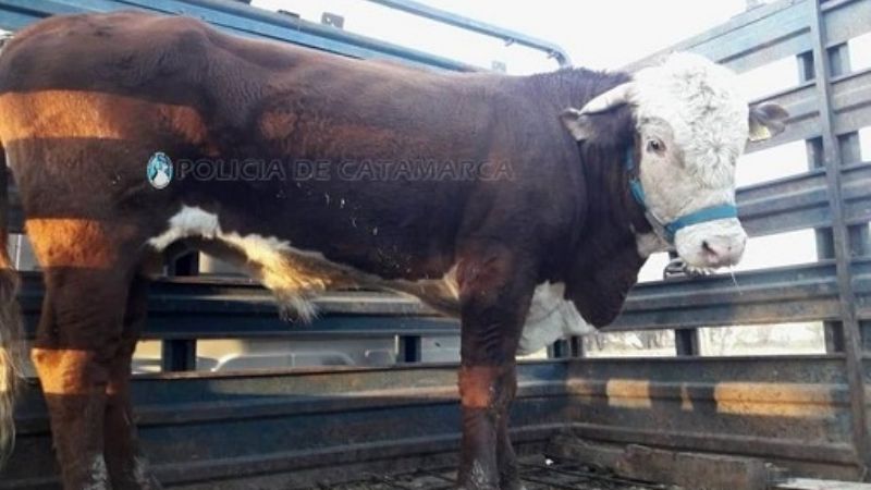 Secuestran un toro en La Puerta