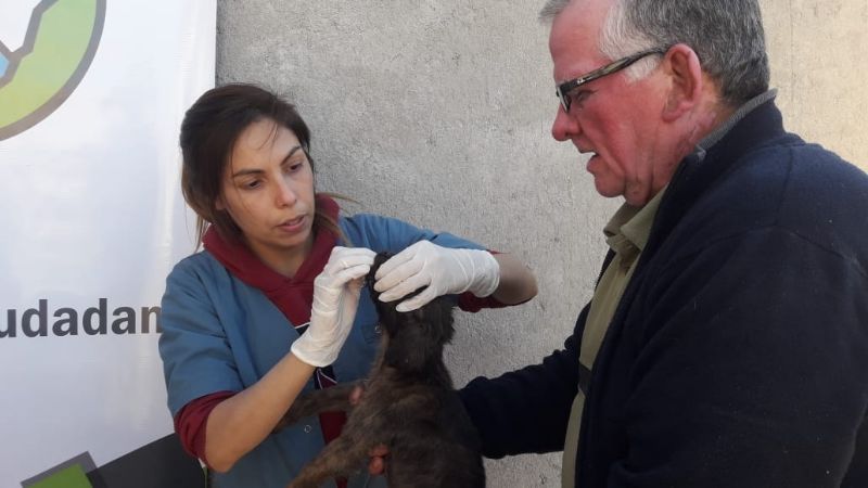 Vacunas antirrábicas y desparasitación gratuitas