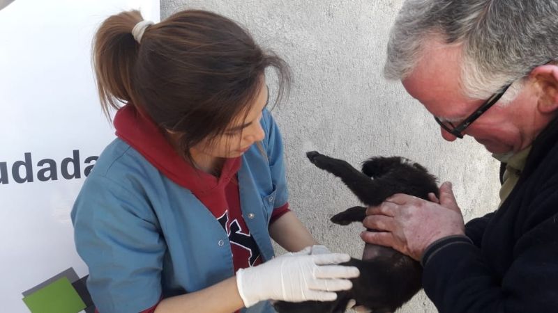 Vacunas antirrábicas y desparasitación gratuitas