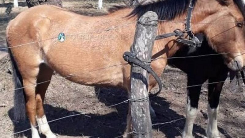 Recuperan dos caballos robados en enero