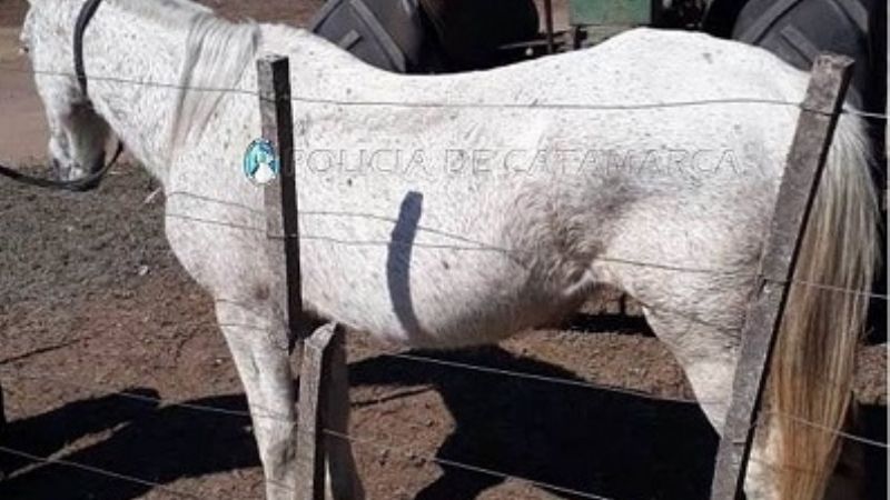 Recuperan dos caballos robados en enero