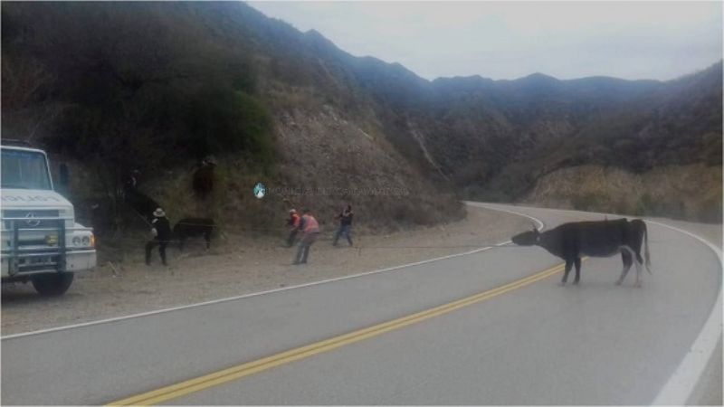 Secuestran animales sueltos