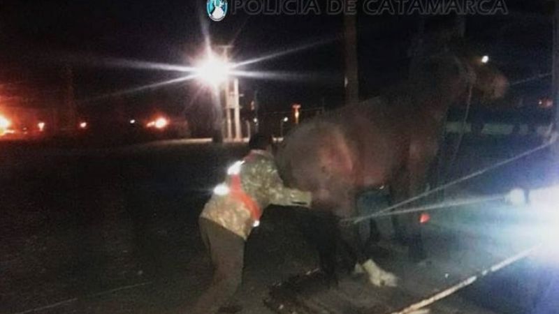 Secuestran animales sueltos