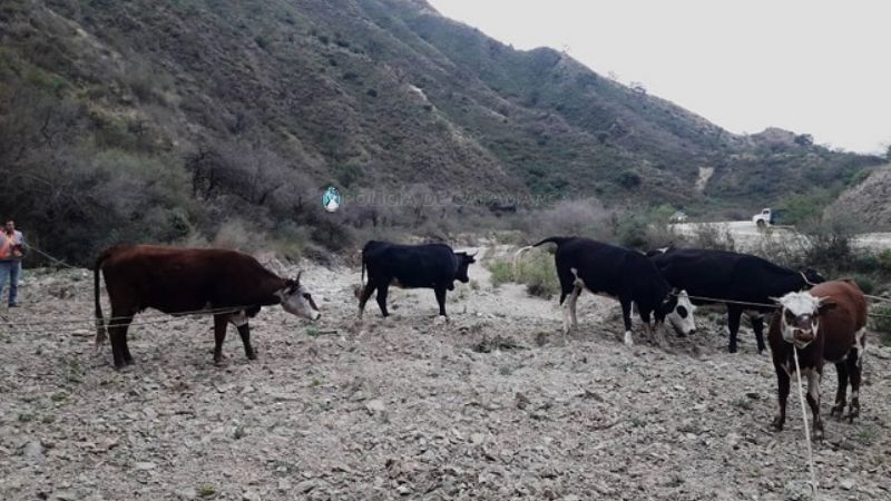 Secuestran animales sueltos