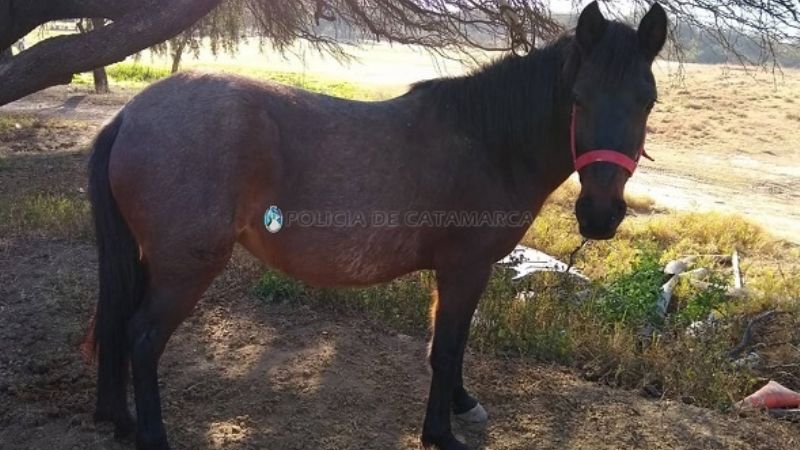 Secuestran un animal suelto en Valle Chico