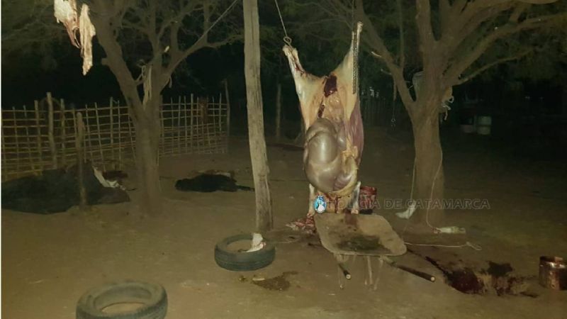 Robó un animal y los policías lo descubrieron cuando lo estaba faenando