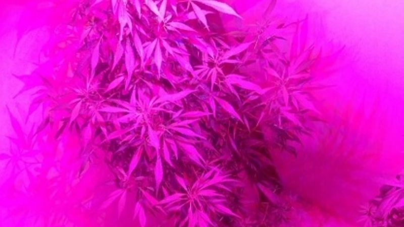 Encuentran "vivero" de marihuana en pleno centro