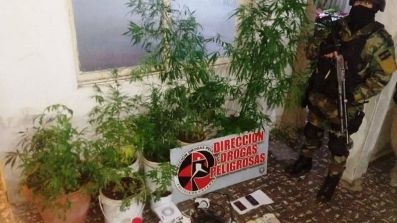 Encuentran "vivero" de marihuana en pleno centro