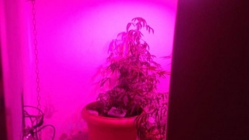 Encuentran "vivero" de marihuana en pleno centro