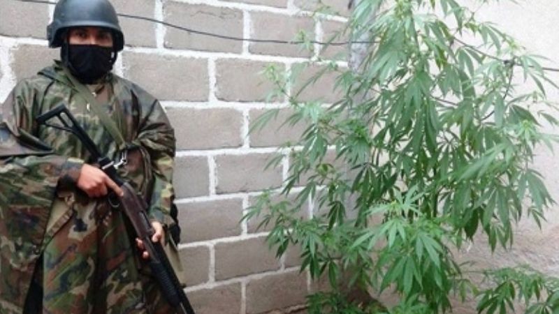 Encuentran "vivero" de marihuana en pleno centro
