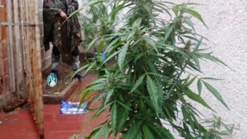 Encuentran "vivero" de marihuana en pleno centro