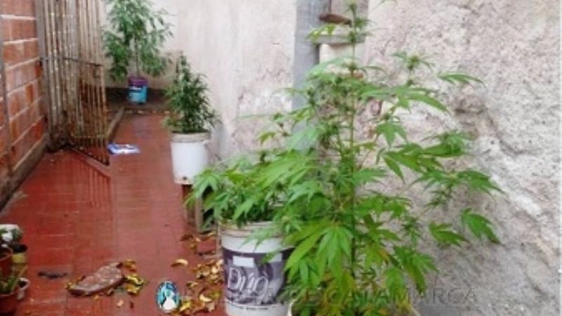 Encuentran "vivero" de marihuana en pleno centro