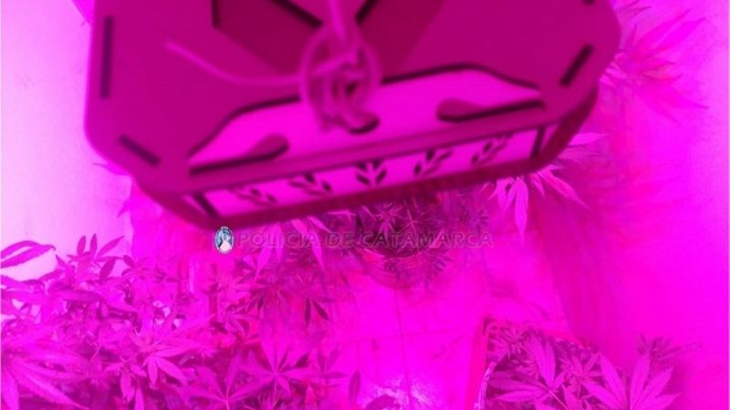 Encuentran "vivero" de marihuana en pleno centro