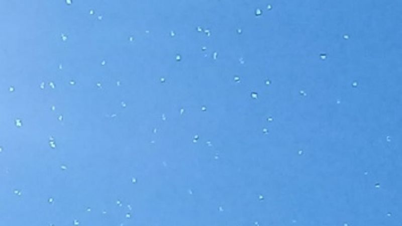 Invación de langostas en Capayán