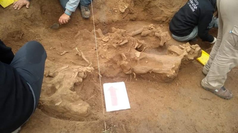 Hallazgo y rescate de restos fósiles en Anjuli, La Paz