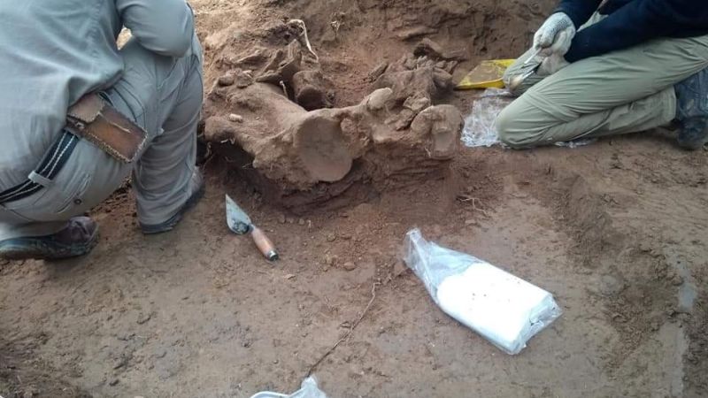 Hallazgo y rescate de restos fósiles en Anjuli, La Paz