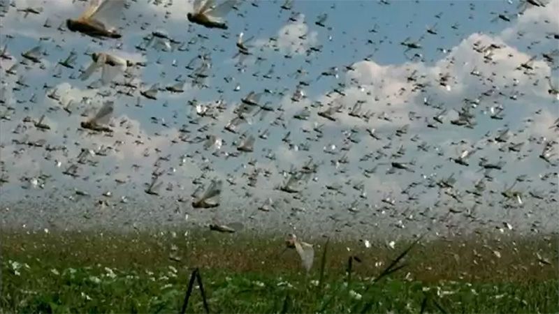 Fumigarán a la manga de langosta