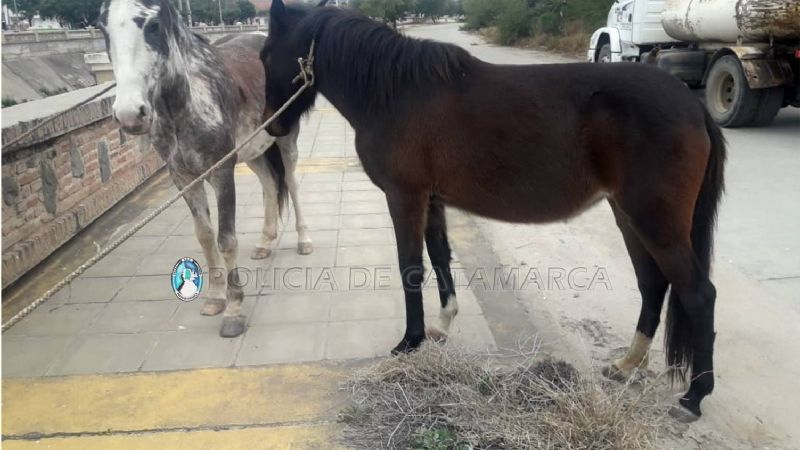 Secuestran animales sueltos en Banda de Varela