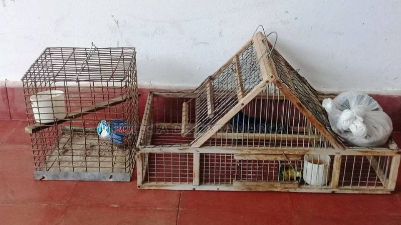 Secuestran tramperas y un ave canora en La Puerta