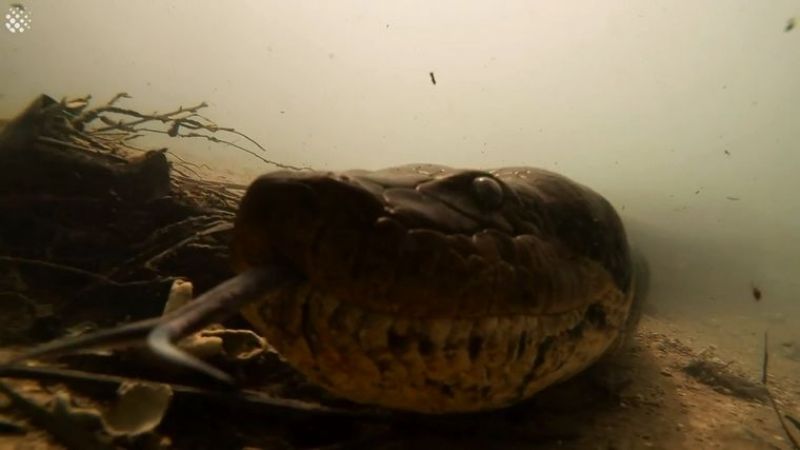 Buzos se toparon cara a cara con una anaconda de 7 metros