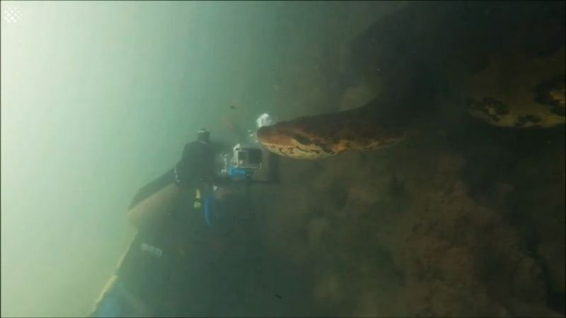 Buzos se toparon cara a cara con una anaconda de 7 metros