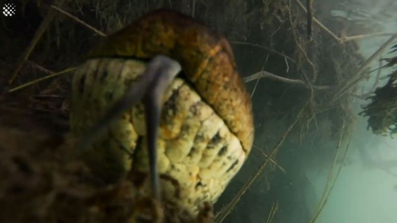 Buzos se toparon cara a cara con una anaconda de 7 metros