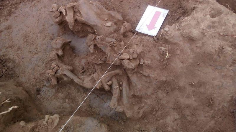 Hallazgo y rescate de restos fósiles en Anjuli, La Paz