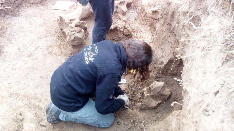 Hallazgo y rescate de restos fósiles en Anjuli, La Paz