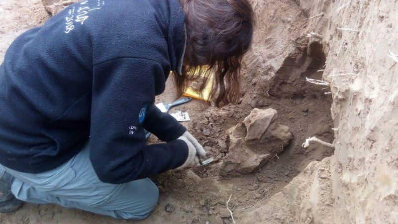 Hallazgo y rescate de restos fósiles en Anjuli, La Paz