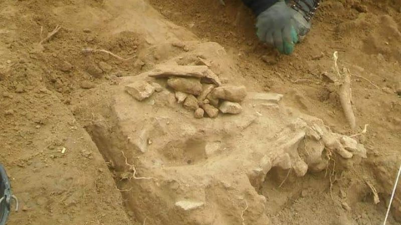 Hallazgo y rescate de restos fósiles en Anjuli, La Paz