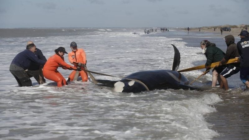 Salvaron a seis de las siete orcas varadas en Mar Chiquita