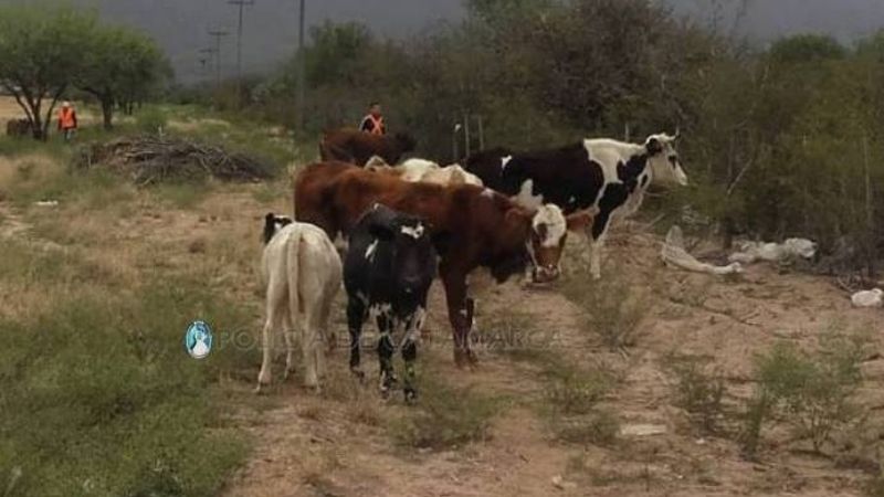 Secuestran animales sueltos en Valle Viejo