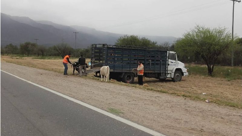 Secuestran animales sueltos en Valle Viejo