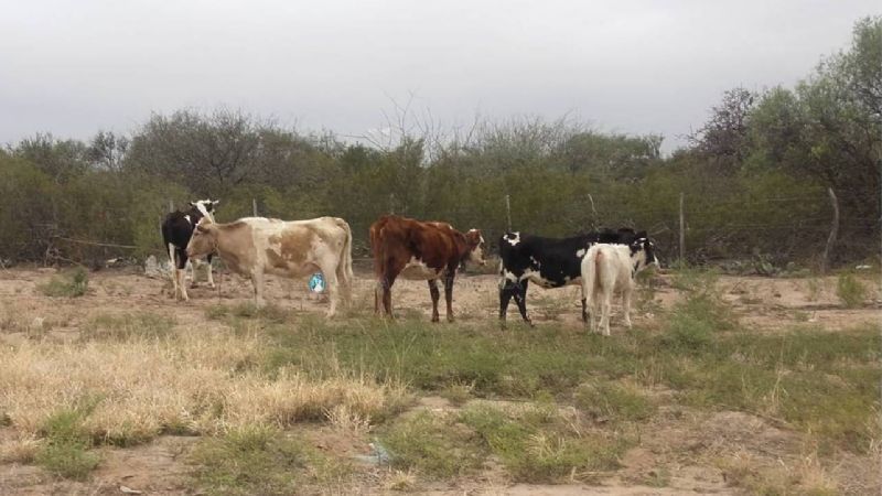Secuestran animales sueltos en Valle Viejo
