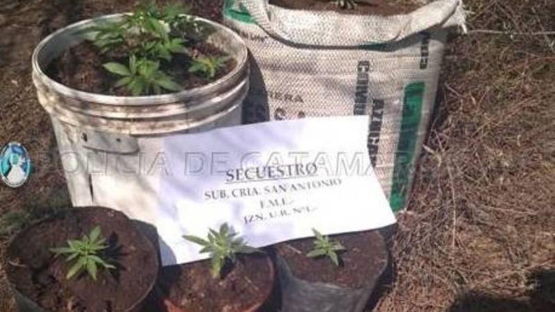 Secuestran plantines de marihuana en Fray Mamerto Esquiú