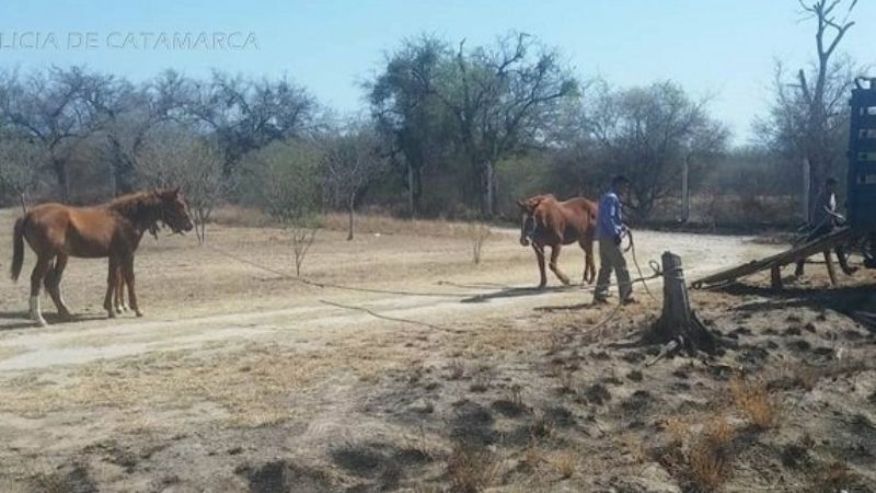 En Valle Viejo secuestran animales sueltos