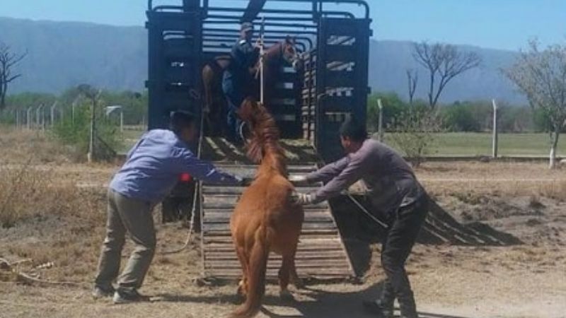 En Valle Viejo secuestran animales sueltos