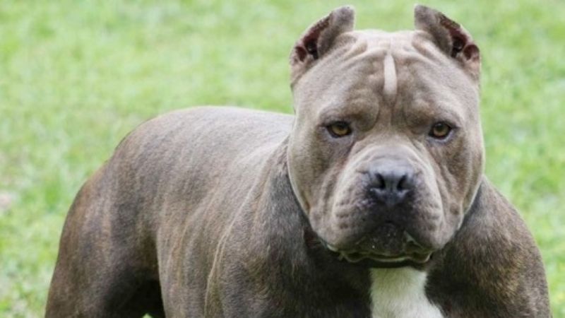 Quiso calmar un desorden y le soltaron un perro Pampa