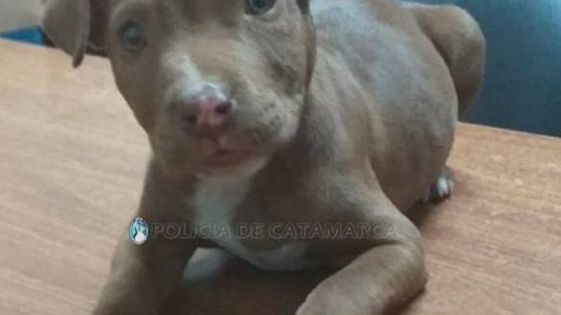 Recuperan un cachorro pitbull robado