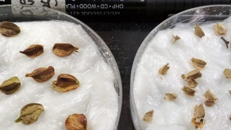 La memoria de las plantas