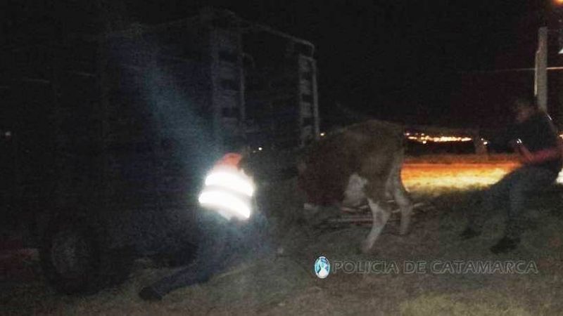 Secuestran animales sueltos en distintos sectores de la Capital