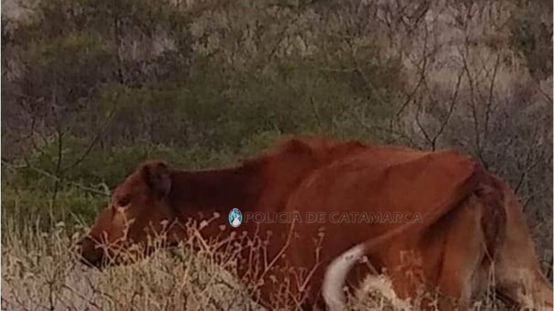 Secuestran animales sueltos en distintos sectores de la Capital