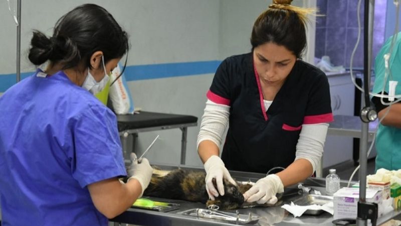 Zoonosis Municipal amplía servicios