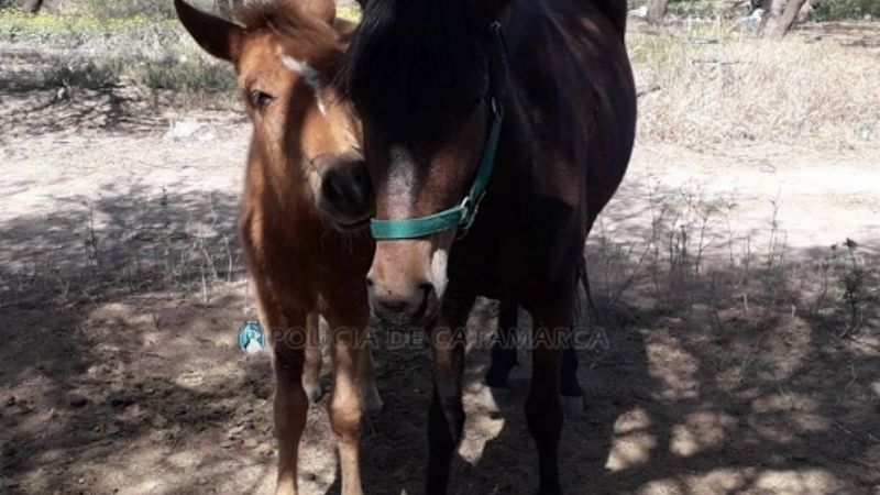 Secuestran animales sueltos en el norte de la Capital